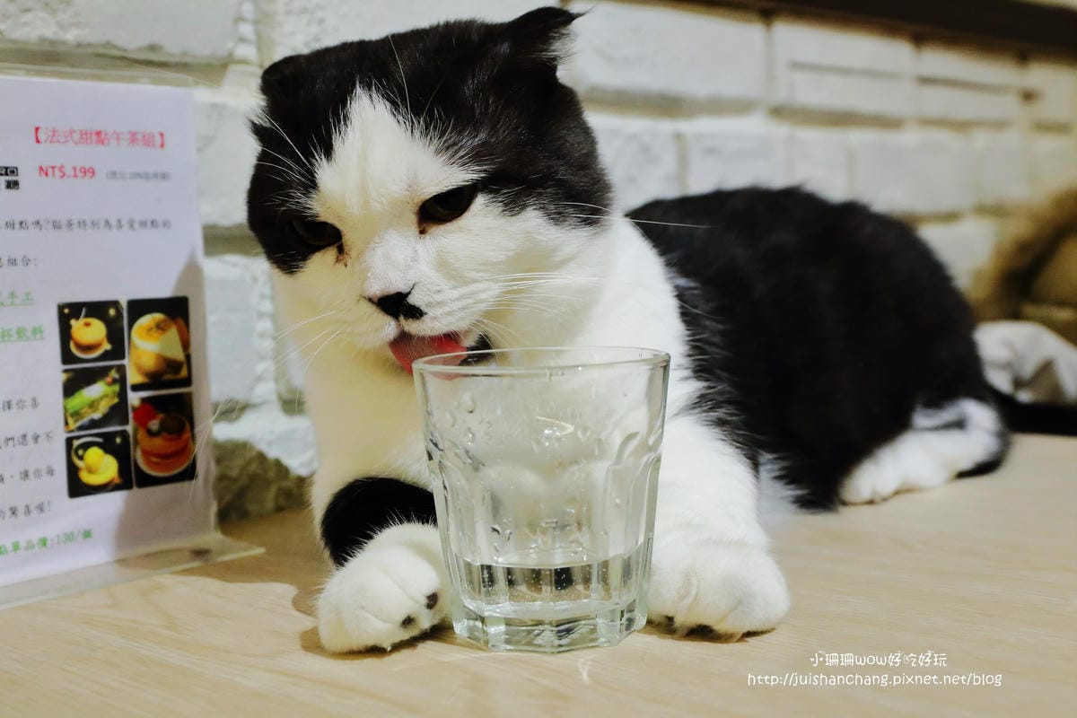 【食║台中】貓爸貓咪主題餐廳～超療癒系！貓奴必訪！與喵星人共度悠閒下午茶