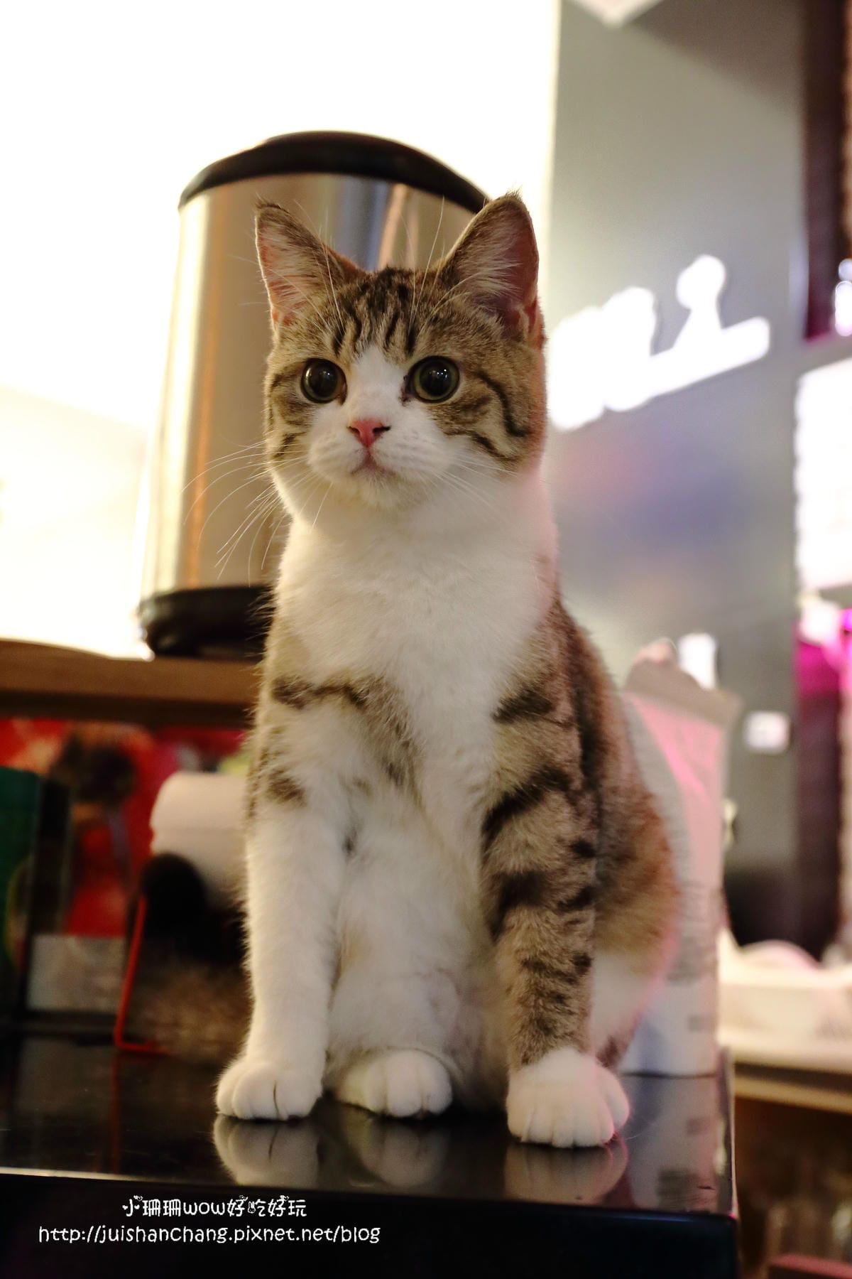 【食║台中】貓爸貓咪主題餐廳～超療癒系！貓奴必訪！與喵星人共度悠閒下午茶