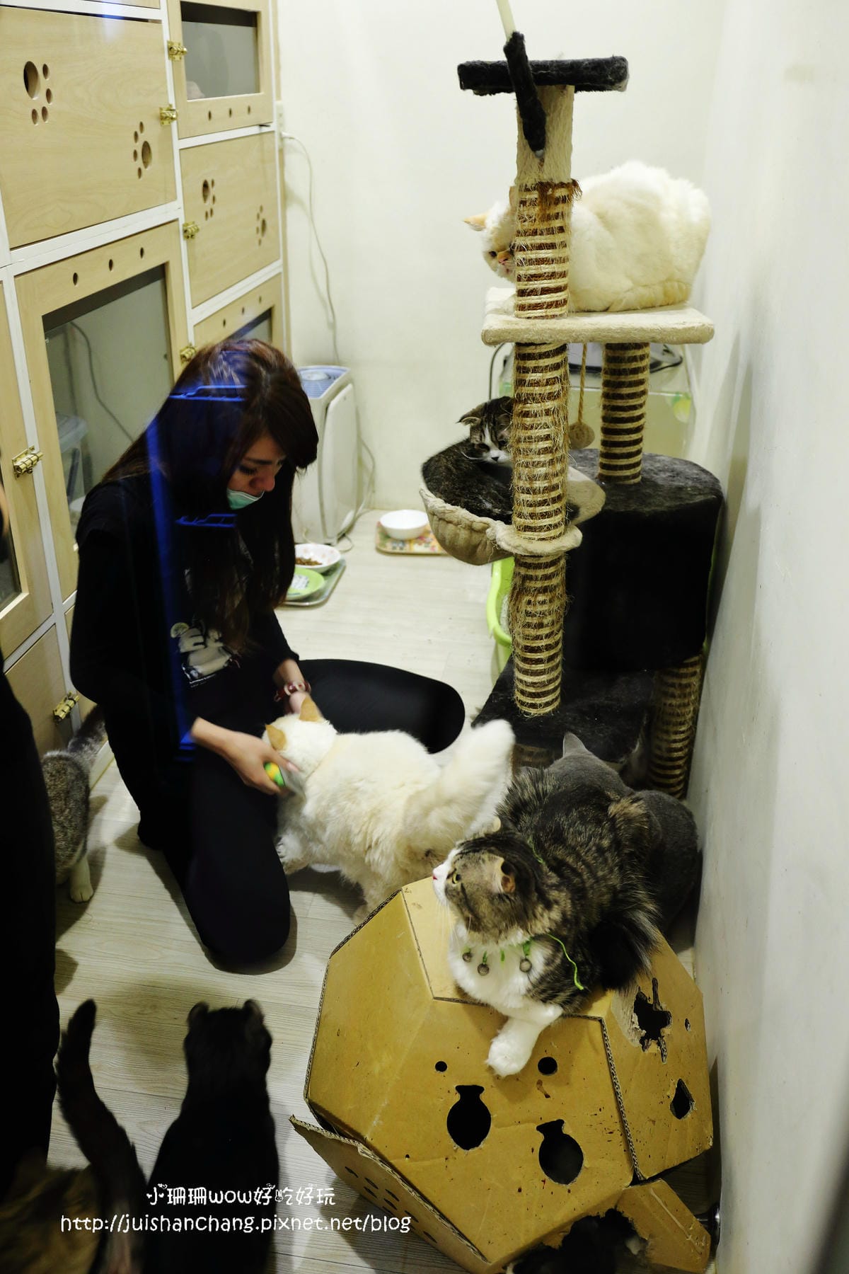 【食║台中】貓爸貓咪主題餐廳～超療癒系！貓奴必訪！與喵星人共度悠閒下午茶