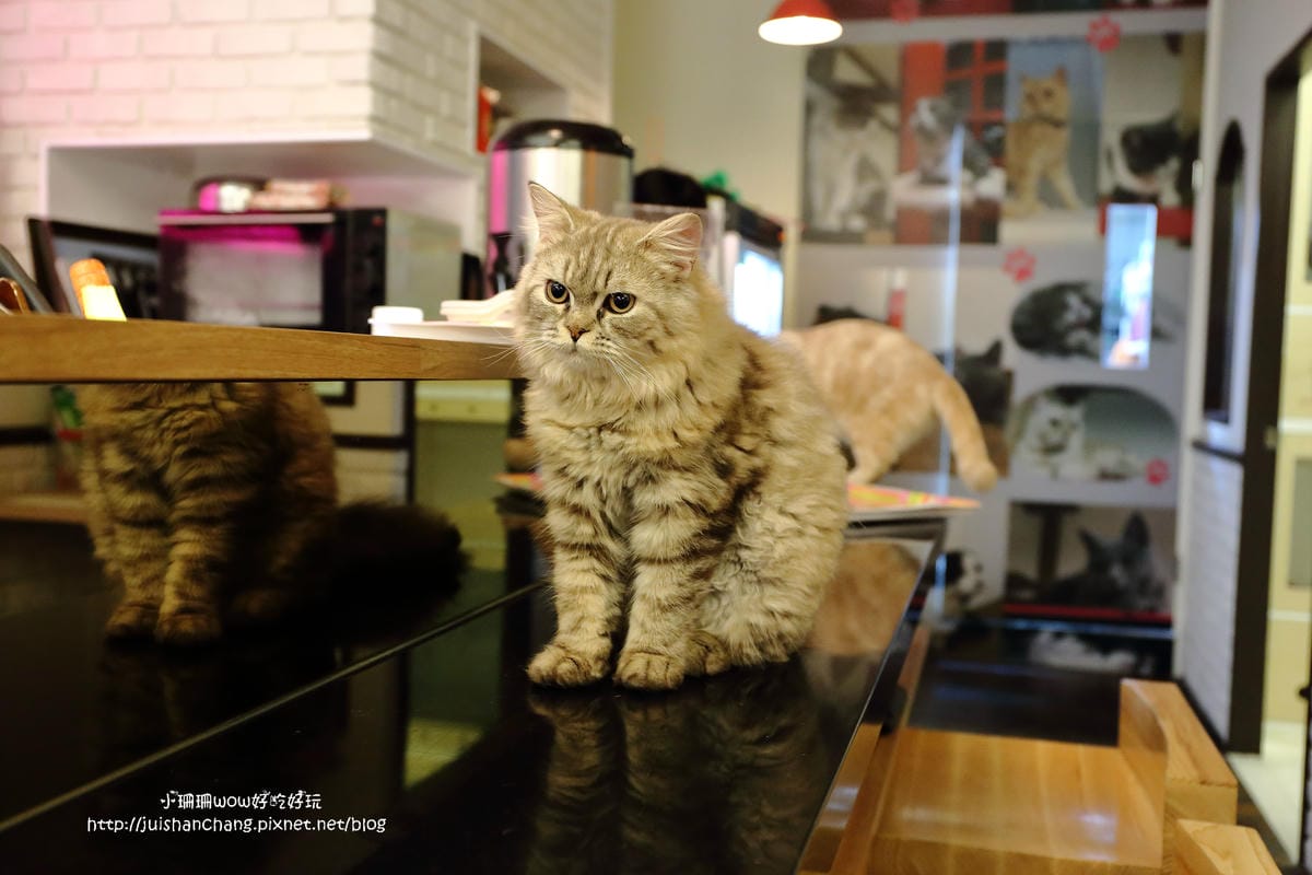 【食║台中】貓爸貓咪主題餐廳～超療癒系！貓奴必訪！與喵星人共度悠閒下午茶