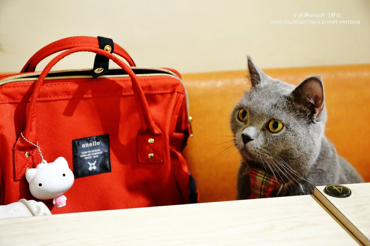 【食║台中】貓爸貓咪主題餐廳～超療癒系！貓奴必訪！與喵星人共度悠閒下午茶