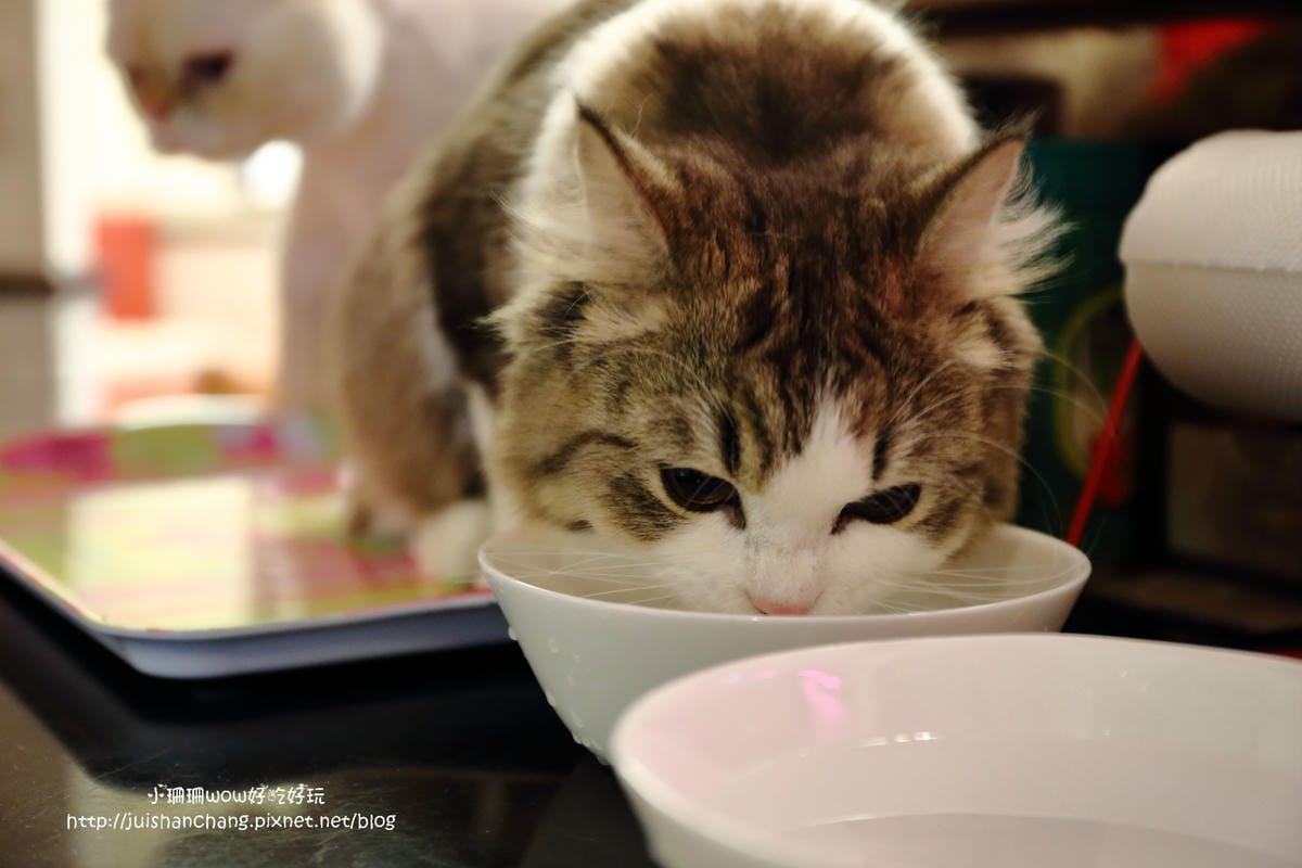 【食║台中】貓爸貓咪主題餐廳～超療癒系！貓奴必訪！與喵星人共度悠閒下午茶