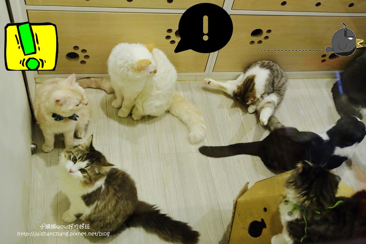 【食║台中】貓爸貓咪主題餐廳～超療癒系！貓奴必訪！與喵星人共度悠閒下午茶