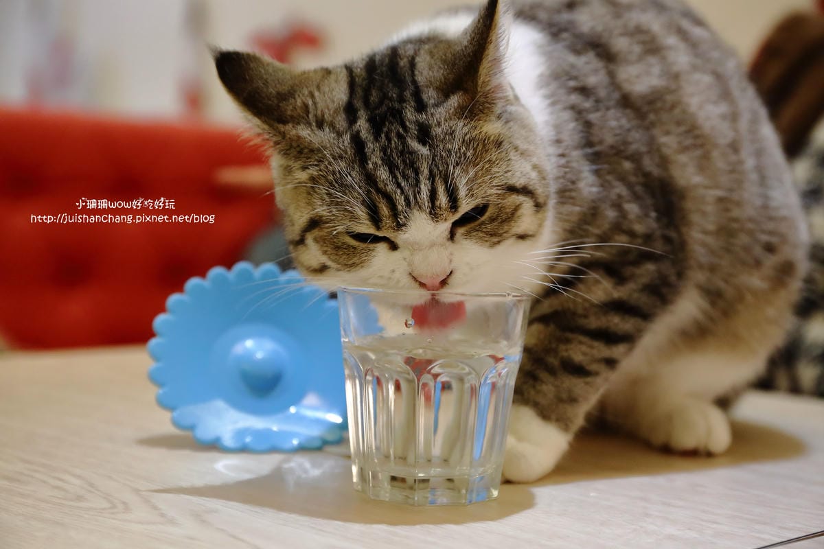 【食║台中】貓爸貓咪主題餐廳～超療癒系！貓奴必訪！與喵星人共度悠閒下午茶