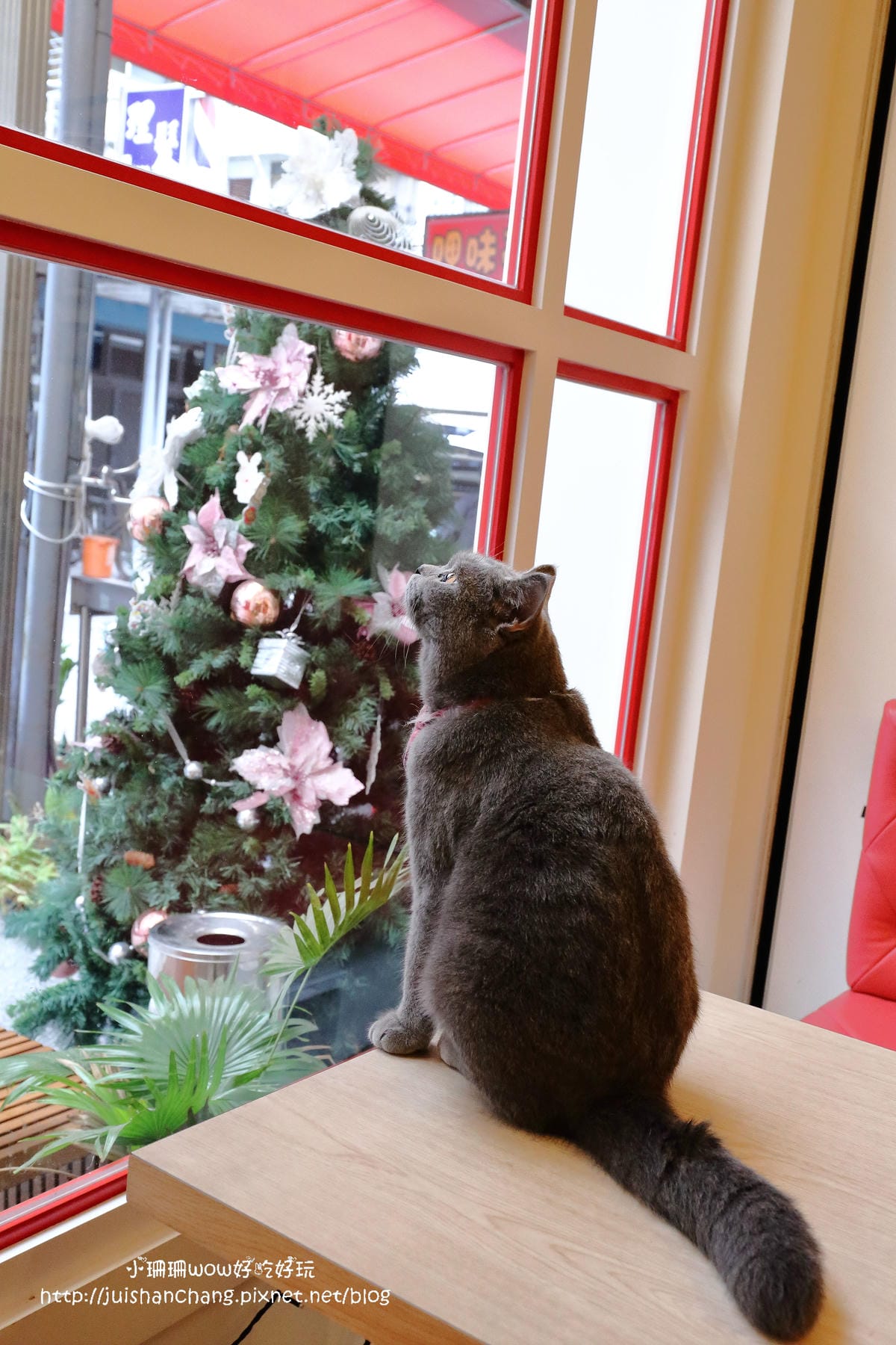 【食║台中】貓爸貓咪主題餐廳～超療癒系！貓奴必訪！與喵星人共度悠閒下午茶