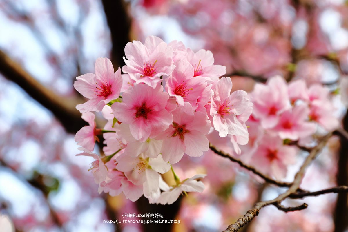 【遊。陽明山】東方寺～「櫻」姿煥發！吉野櫻、紫藤花盛開中，把握最後賞櫻時機！（105.4.7花況）　