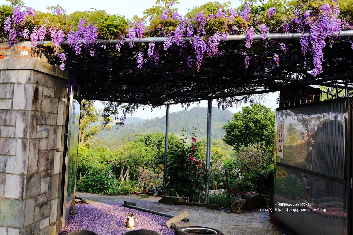 【遊。陽明山】東方寺～「櫻」姿煥發！吉野櫻、紫藤花盛開中，把握最後賞櫻時機！（105.4.7花況）　