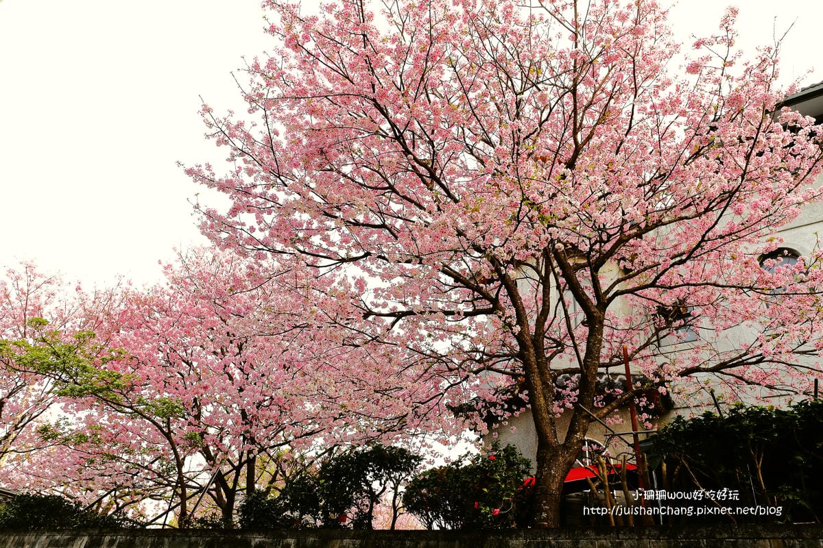【遊。陽明山】東方寺～「櫻」姿煥發！吉野櫻、紫藤花盛開中，把握最後賞櫻時機！（105.4.7花況）　