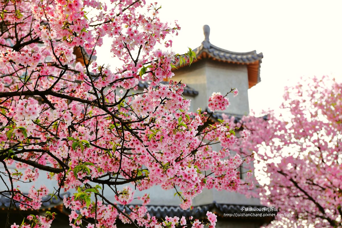 【遊。陽明山】東方寺～「櫻」姿煥發！吉野櫻、紫藤花盛開中，把握最後賞櫻時機！（105.4.7花況）　