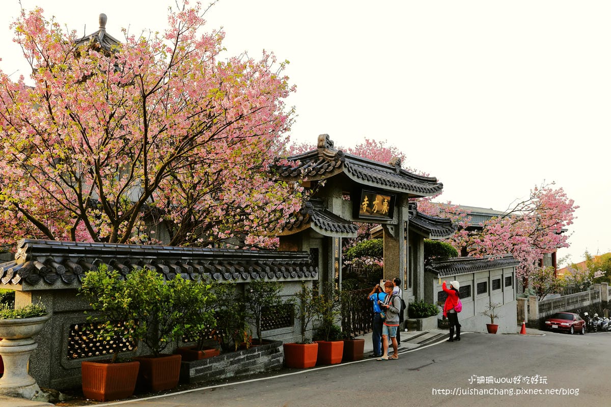 【遊。陽明山】東方寺～「櫻」姿煥發！吉野櫻、紫藤花盛開中，把握最後賞櫻時機！（105.4.7花況）　