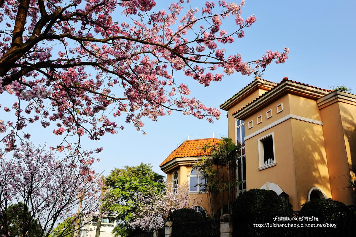 【遊。陽明山】東方寺～「櫻」姿煥發！吉野櫻、紫藤花盛開中，把握最後賞櫻時機！（105.4.7花況）　