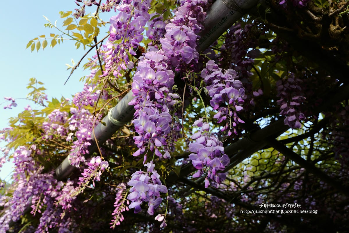【遊。陽明山】東方寺～「櫻」姿煥發！吉野櫻、紫藤花盛開中，把握最後賞櫻時機！（105.4.7花況）　