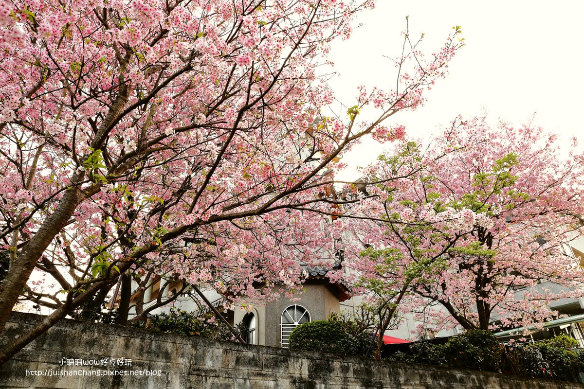 【遊。陽明山】東方寺～「櫻」姿煥發！吉野櫻、紫藤花盛開中，把握最後賞櫻時機！（105.4.7花況）　