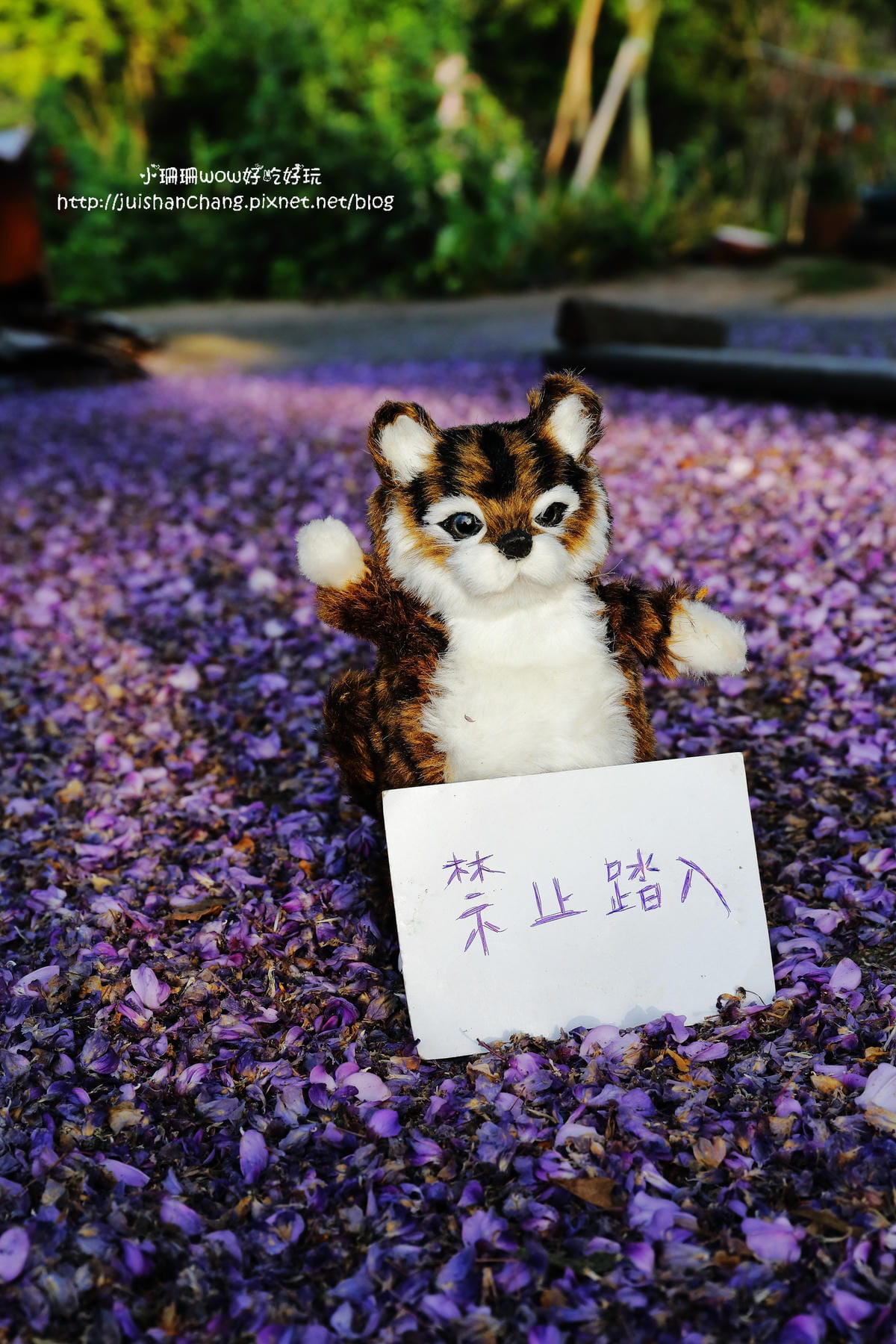 【遊。陽明山】東方寺～「櫻」姿煥發！吉野櫻、紫藤花盛開中，把握最後賞櫻時機！（105.4.7花況）　