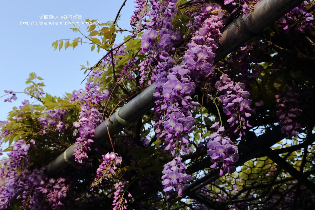 【遊。陽明山】東方寺～「櫻」姿煥發！吉野櫻、紫藤花盛開中，把握最後賞櫻時機！（105.4.7花況）　