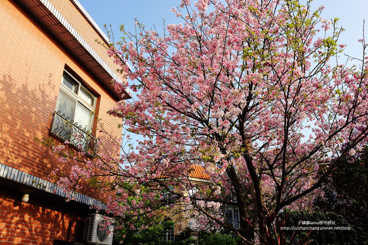 【遊。陽明山】東方寺～「櫻」姿煥發！吉野櫻、紫藤花盛開中，把握最後賞櫻時機！（105.4.7花況）　