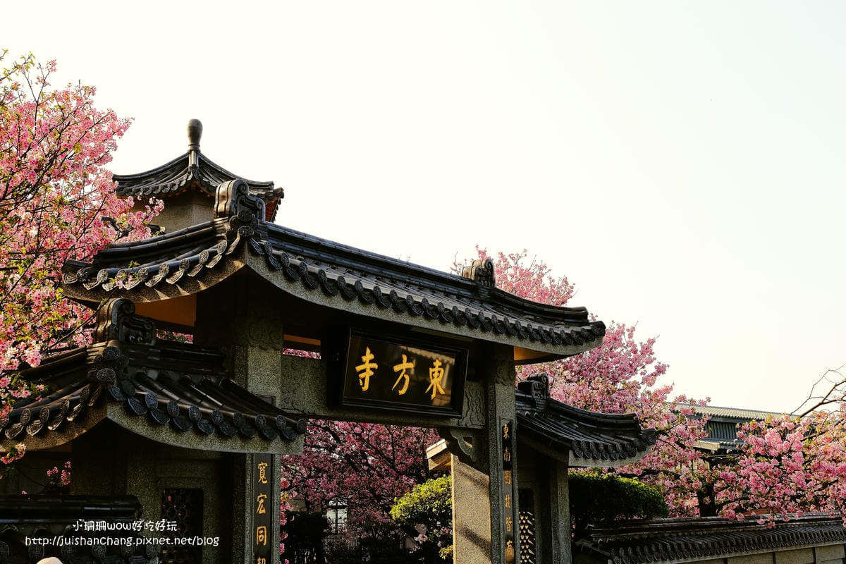 【遊。陽明山】東方寺～「櫻」姿煥發！吉野櫻、紫藤花盛開中，把握最後賞櫻時機！（105.4.7花況）　