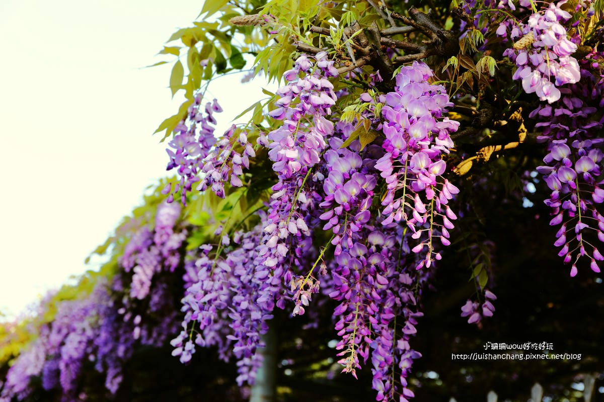 【遊。陽明山】東方寺～「櫻」姿煥發！吉野櫻、紫藤花盛開中，把握最後賞櫻時機！（105.4.7花況）　