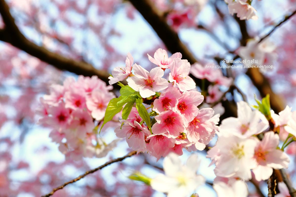 【遊。陽明山】東方寺～「櫻」姿煥發！吉野櫻、紫藤花盛開中，把握最後賞櫻時機！（105.4.7花況）　