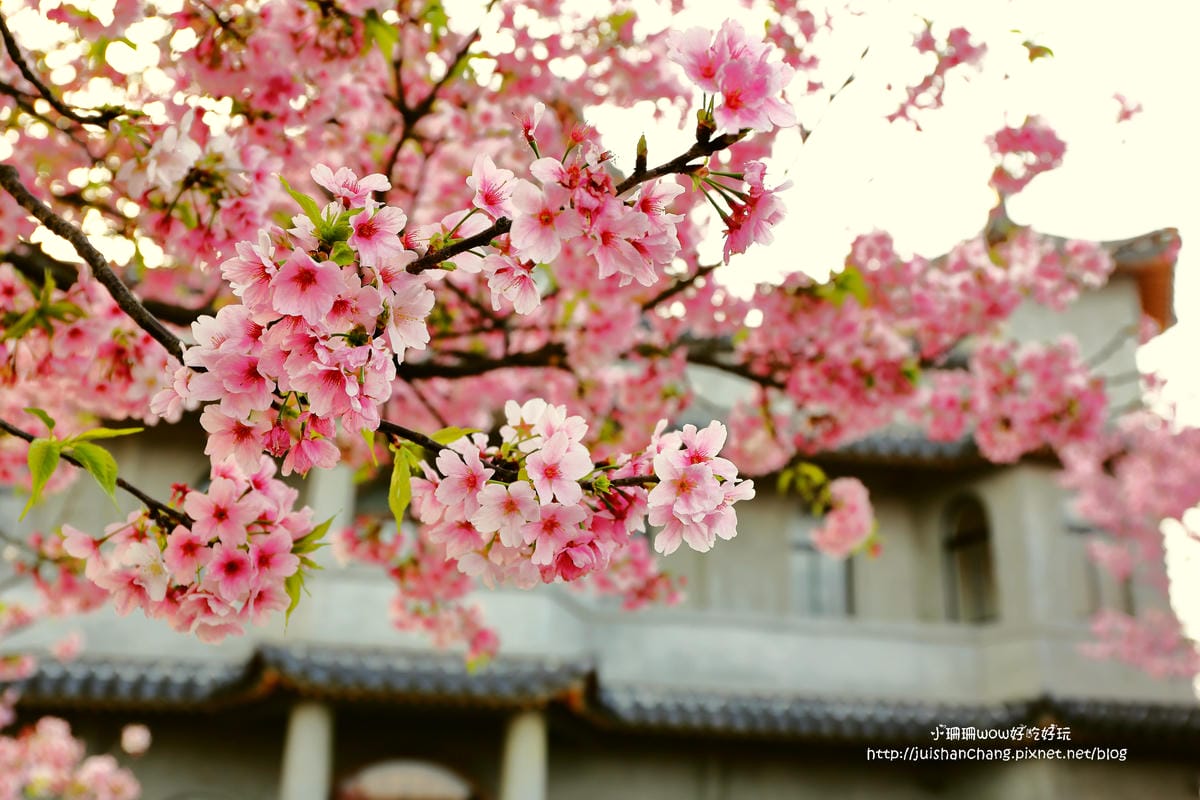 【遊。陽明山】東方寺～「櫻」姿煥發！吉野櫻、紫藤花盛開中，把握最後賞櫻時機！（105.4.7花況）　
