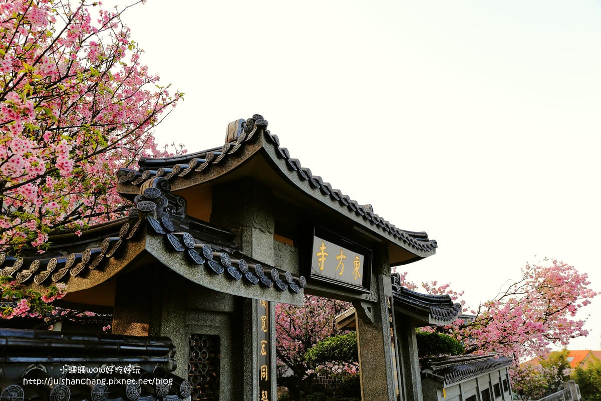 【遊。陽明山】東方寺～「櫻」姿煥發！吉野櫻、紫藤花盛開中，把握最後賞櫻時機！（105.4.7花況）　