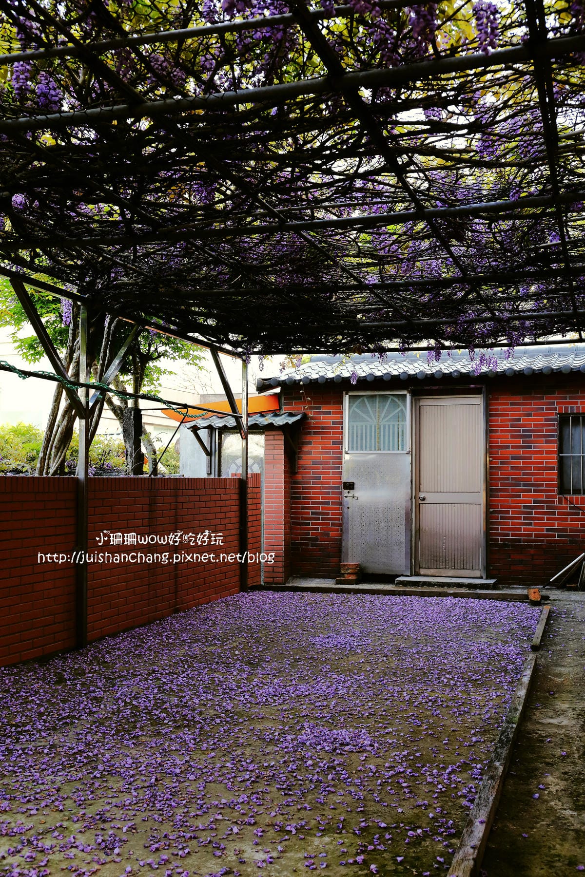 【遊。陽明山】東方寺～「櫻」姿煥發！吉野櫻、紫藤花盛開中，把握最後賞櫻時機！（105.4.7花況）　