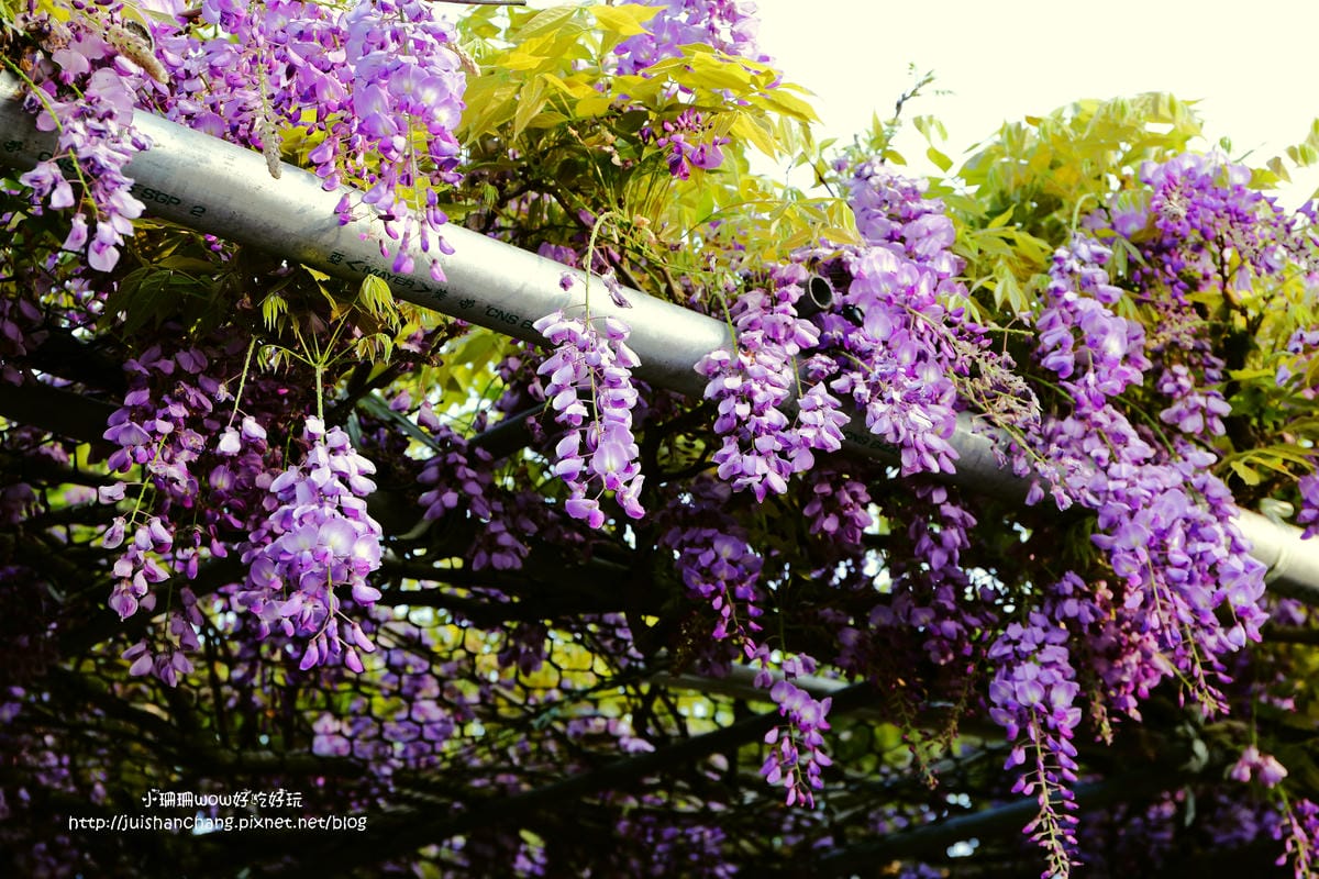 【遊。陽明山】東方寺～「櫻」姿煥發！吉野櫻、紫藤花盛開中，把握最後賞櫻時機！（105.4.7花況）　