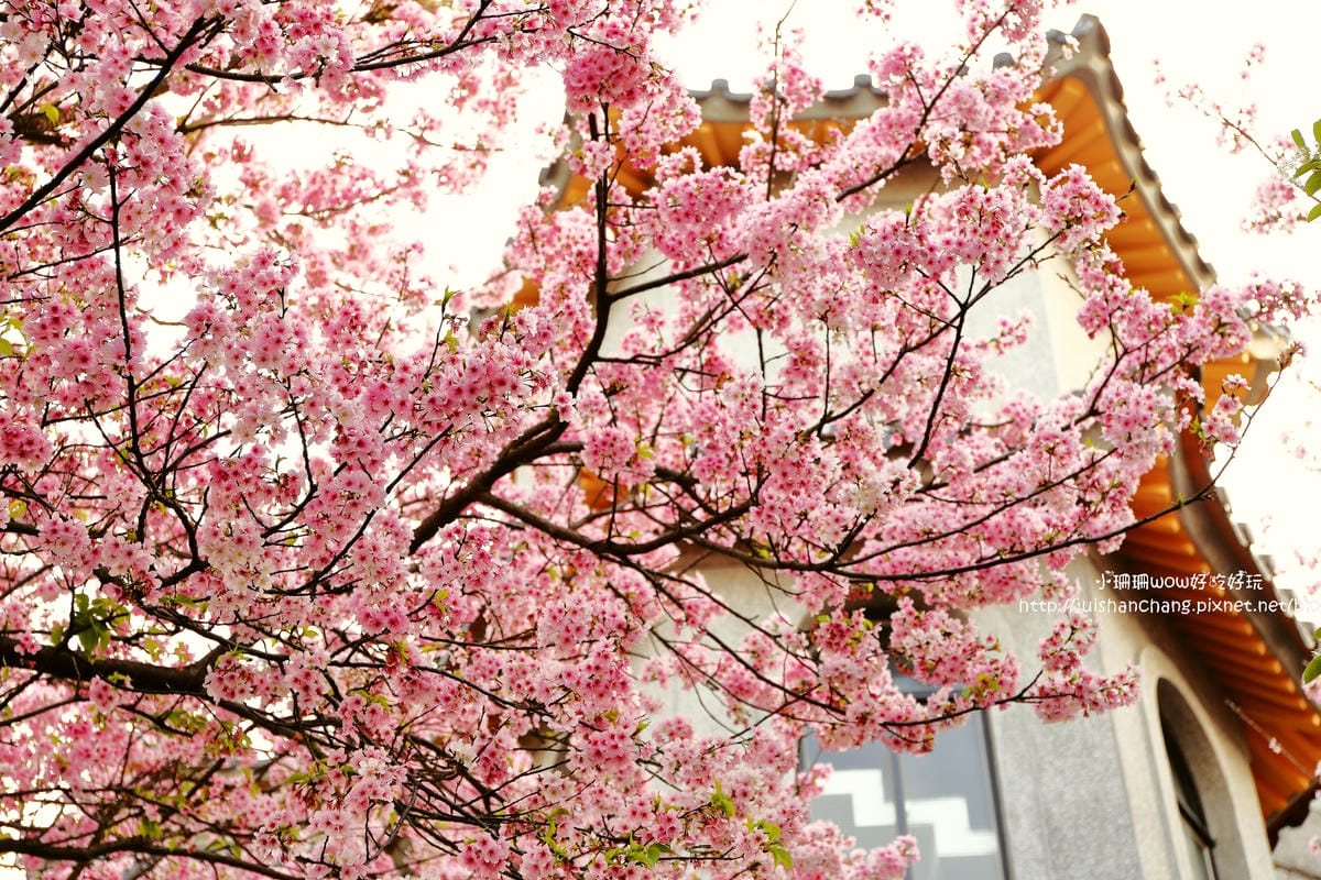 【遊。陽明山】東方寺～「櫻」姿煥發！吉野櫻、紫藤花盛開中，把握最後賞櫻時機！（105.4.7花況）　