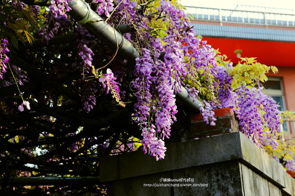 【遊。陽明山】東方寺～「櫻」姿煥發！吉野櫻、紫藤花盛開中，把握最後賞櫻時機！（105.4.7花況）　