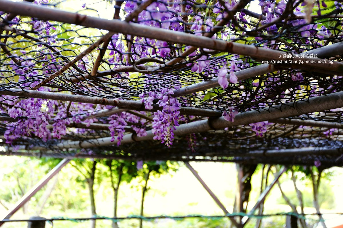 【遊。陽明山】東方寺～「櫻」姿煥發！吉野櫻、紫藤花盛開中，把握最後賞櫻時機！（105.4.7花況）　