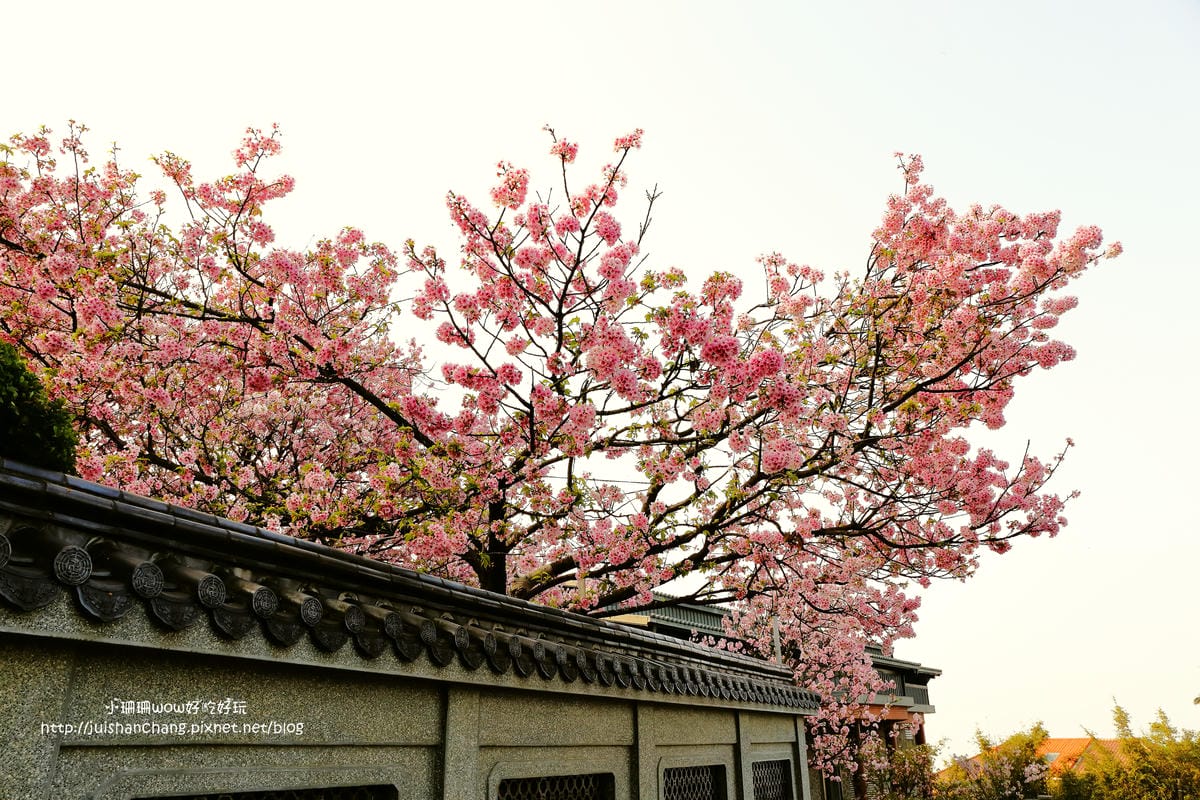 【遊。陽明山】東方寺～「櫻」姿煥發！吉野櫻、紫藤花盛開中，把握最後賞櫻時機！（105.4.7花況）　