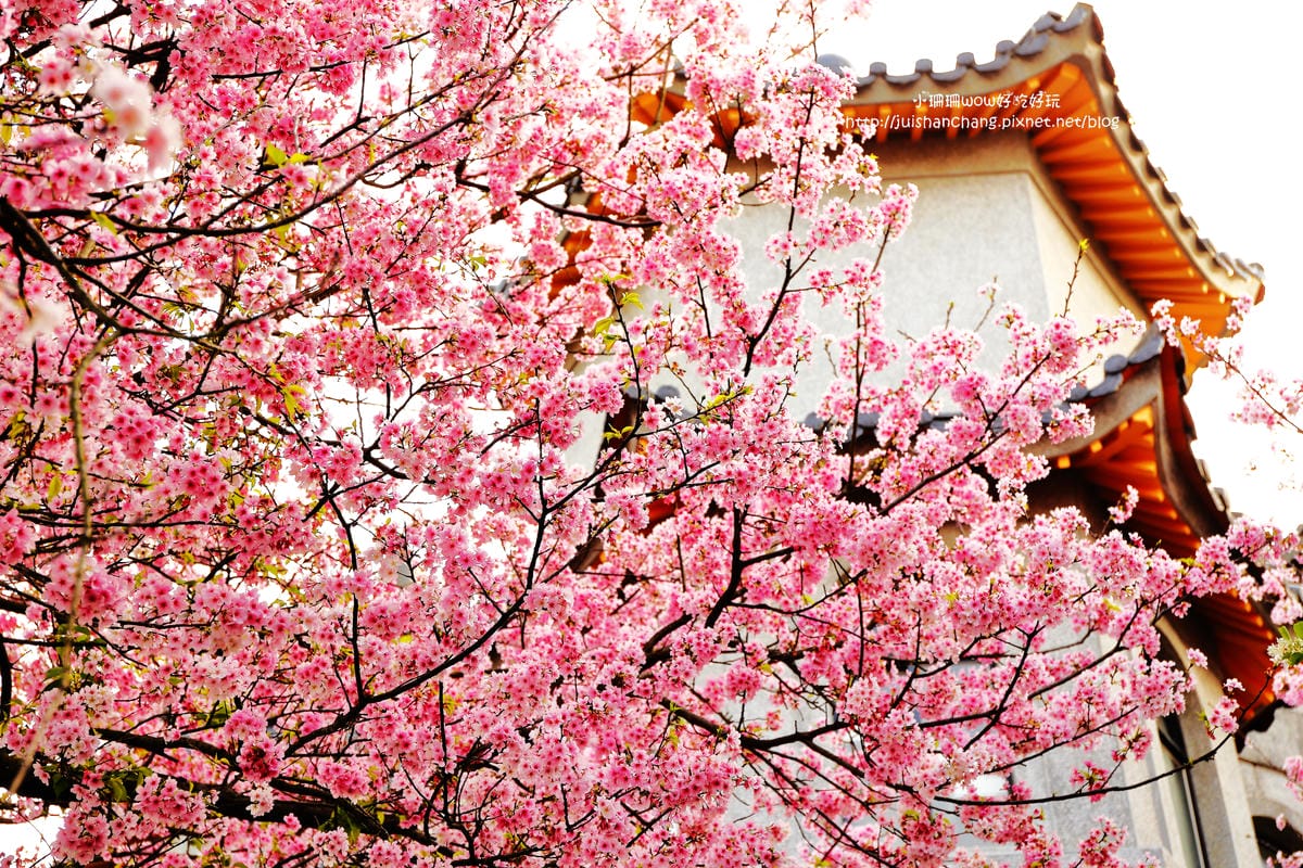 【遊。陽明山】東方寺～「櫻」姿煥發！吉野櫻、紫藤花盛開中，把握最後賞櫻時機！（105.4.7花況）　