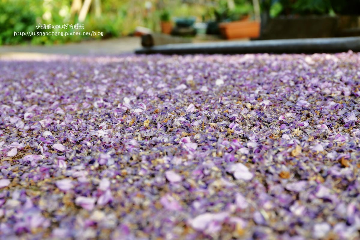 【遊。陽明山】東方寺～「櫻」姿煥發！吉野櫻、紫藤花盛開中，把握最後賞櫻時機！（105.4.7花況）　