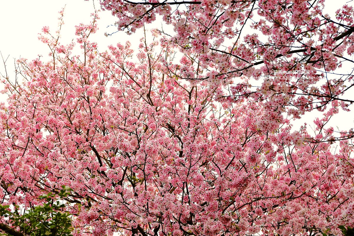 【遊。陽明山】東方寺～「櫻」姿煥發！吉野櫻、紫藤花盛開中，把握最後賞櫻時機！（105.4.7花況）　