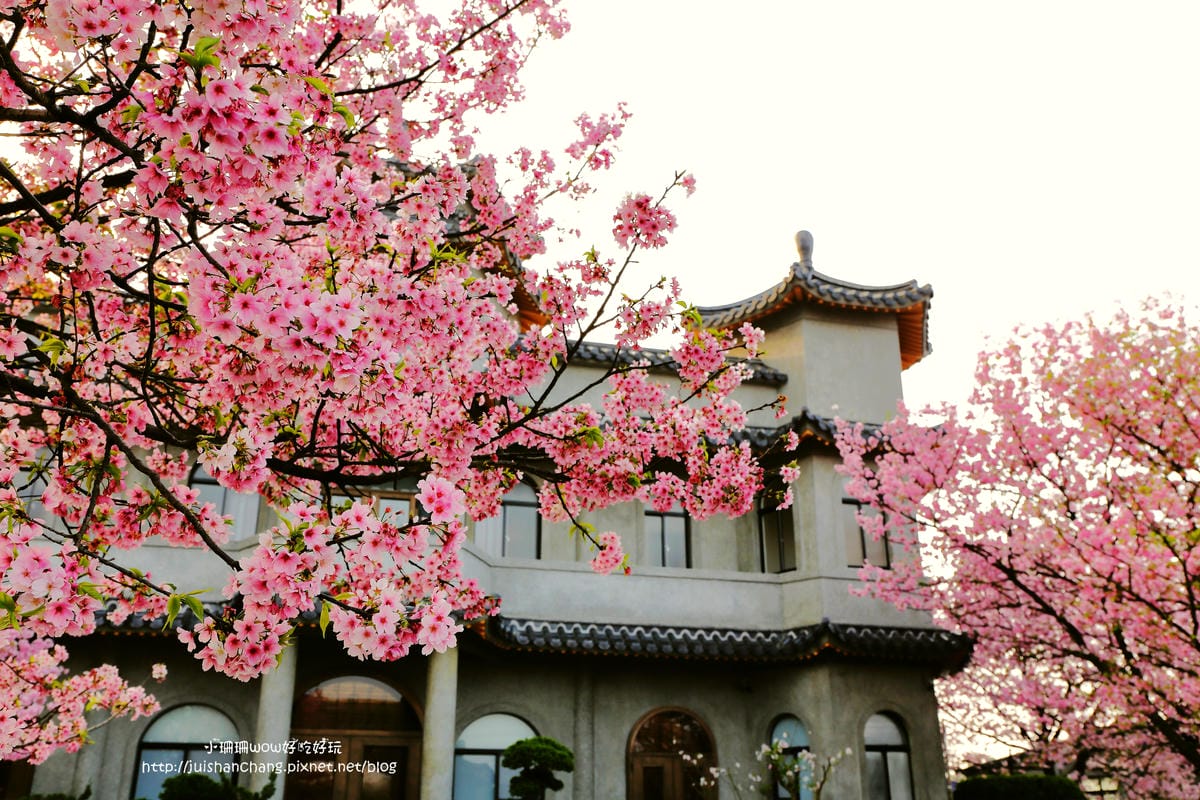 【遊。陽明山】東方寺～「櫻」姿煥發！吉野櫻、紫藤花盛開中，把握最後賞櫻時機！（105.4.7花況）　