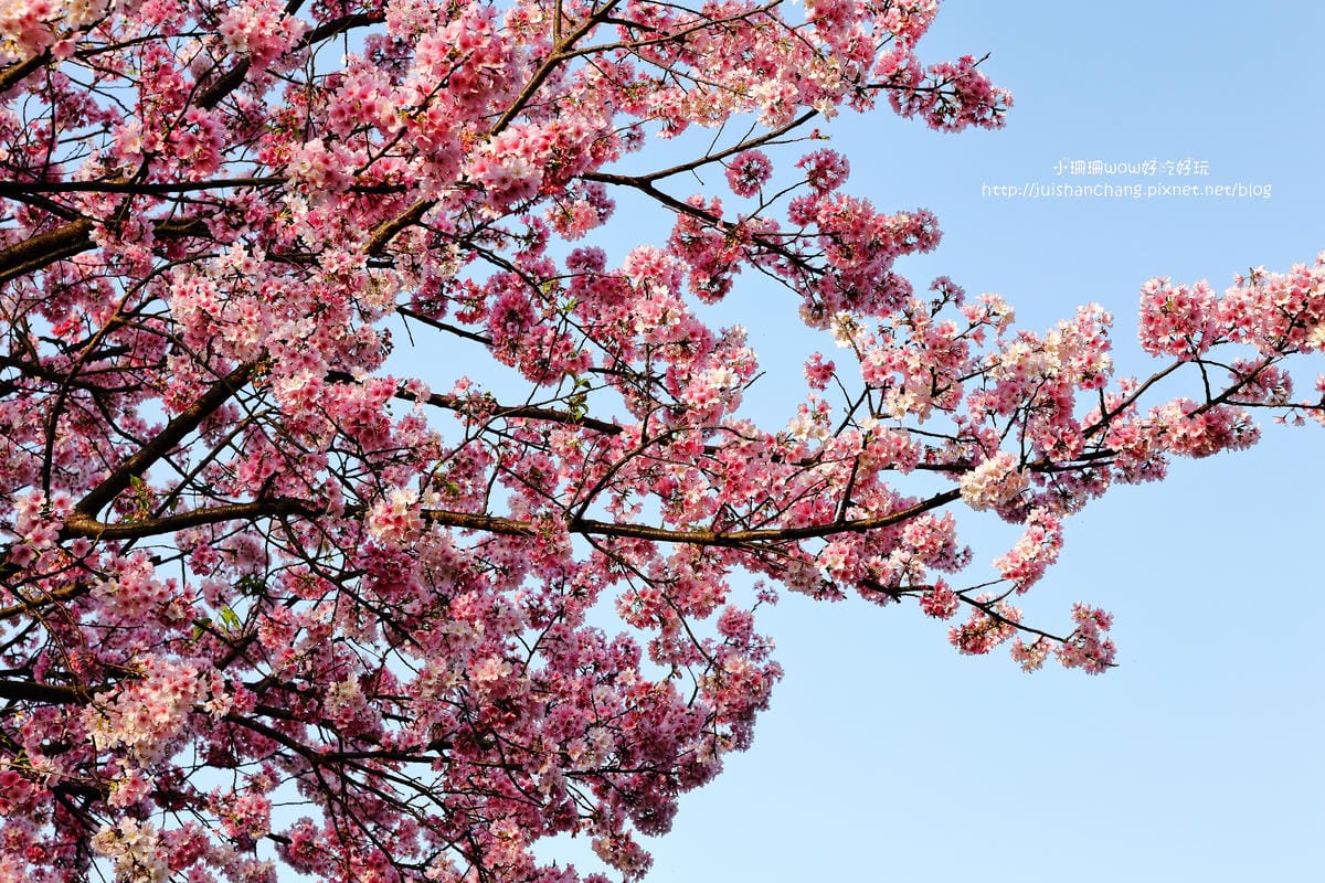 【遊。陽明山】東方寺～「櫻」姿煥發！吉野櫻、紫藤花盛開中，把握最後賞櫻時機！（105.4.7花況）　