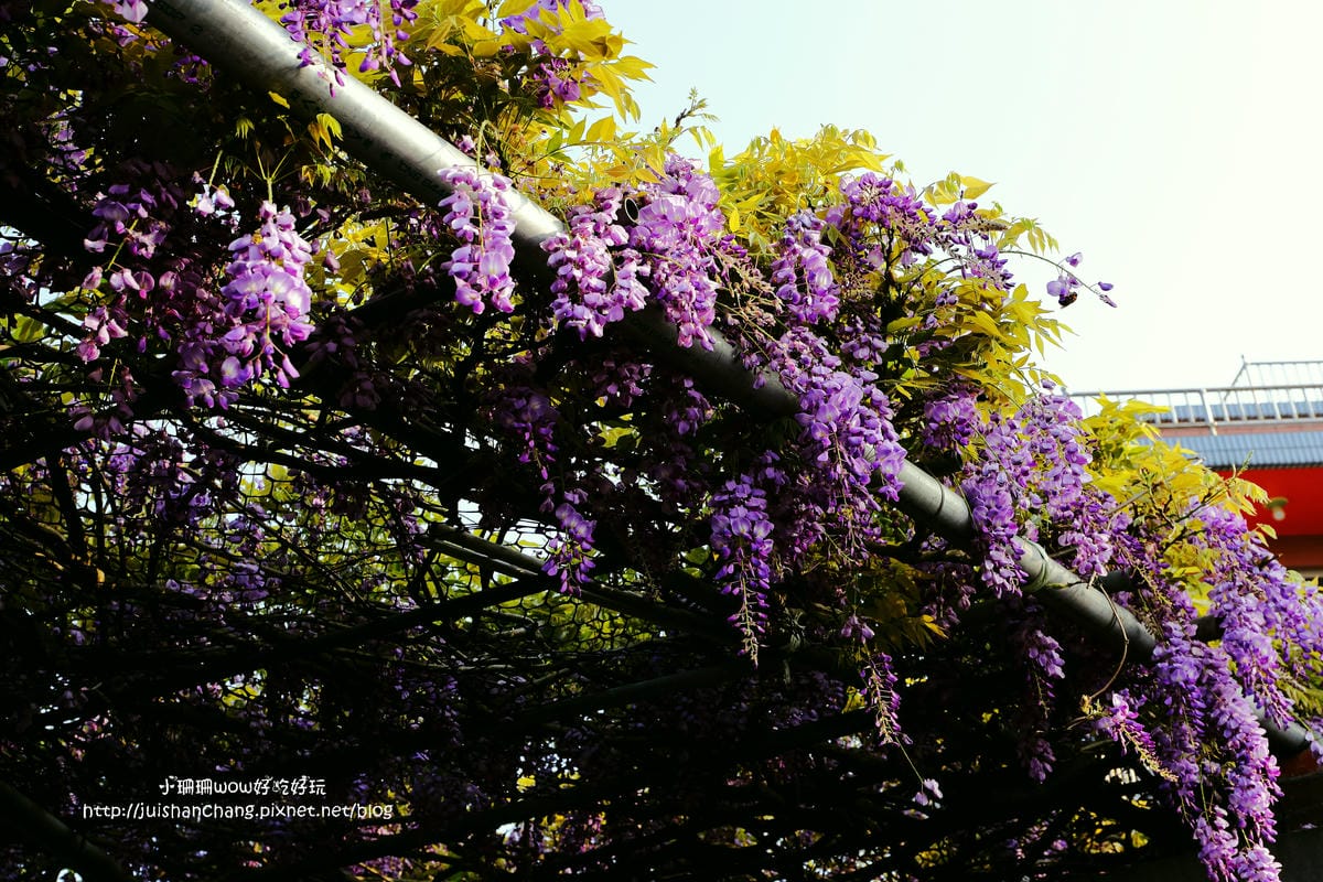 【遊。陽明山】東方寺～「櫻」姿煥發！吉野櫻、紫藤花盛開中，把握最後賞櫻時機！（105.4.7花況）　