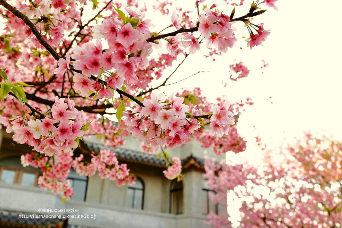 【遊。陽明山】東方寺～「櫻」姿煥發！吉野櫻、紫藤花盛開中，把握最後賞櫻時機！（105.4.7花況）　