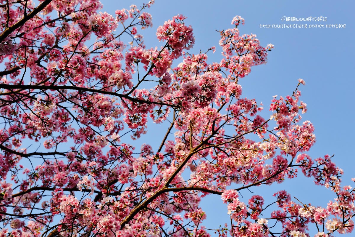 【遊。陽明山】東方寺～「櫻」姿煥發！吉野櫻、紫藤花盛開中，把握最後賞櫻時機！（105.4.7花況）　