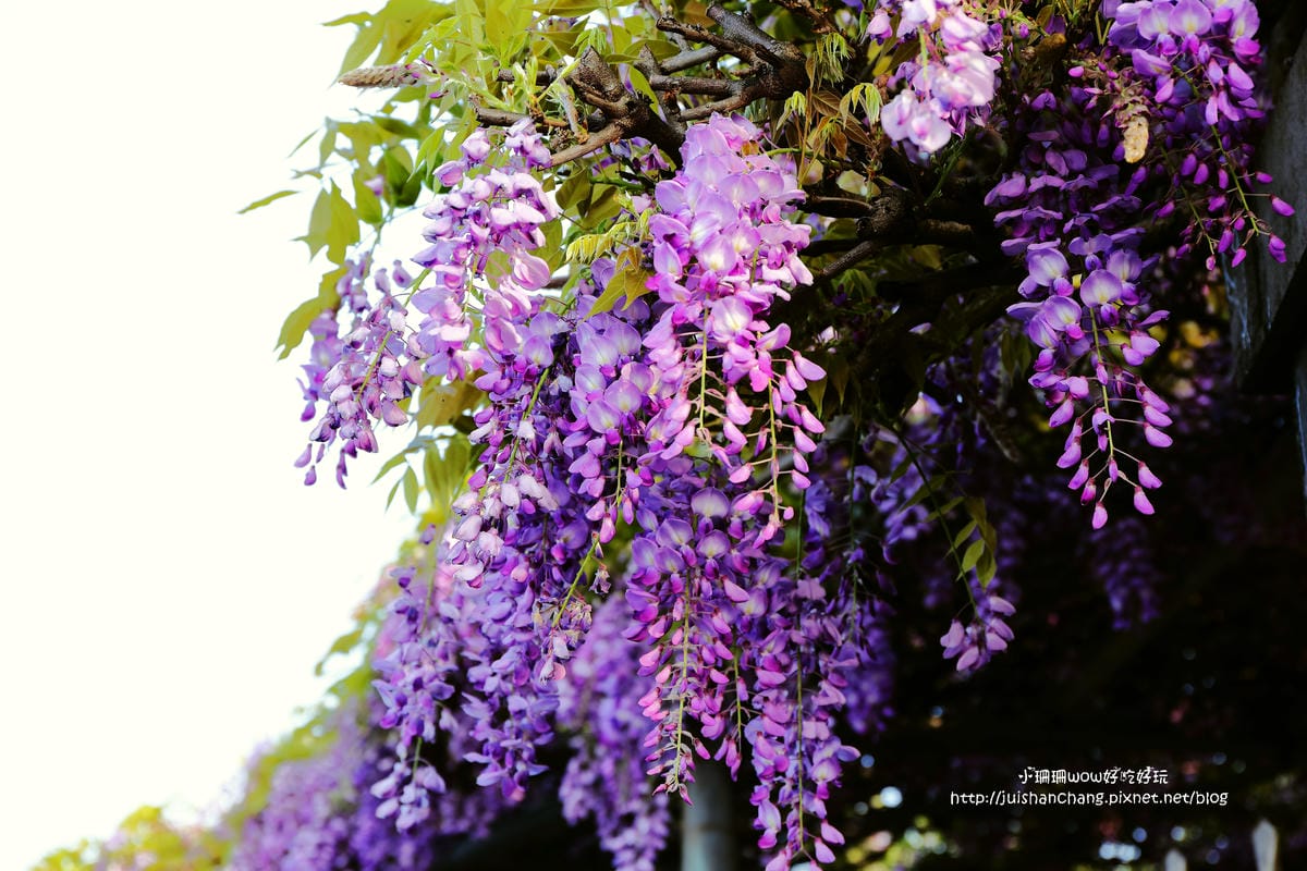 【遊。陽明山】東方寺～「櫻」姿煥發！吉野櫻、紫藤花盛開中，把握最後賞櫻時機！（105.4.7花況）　