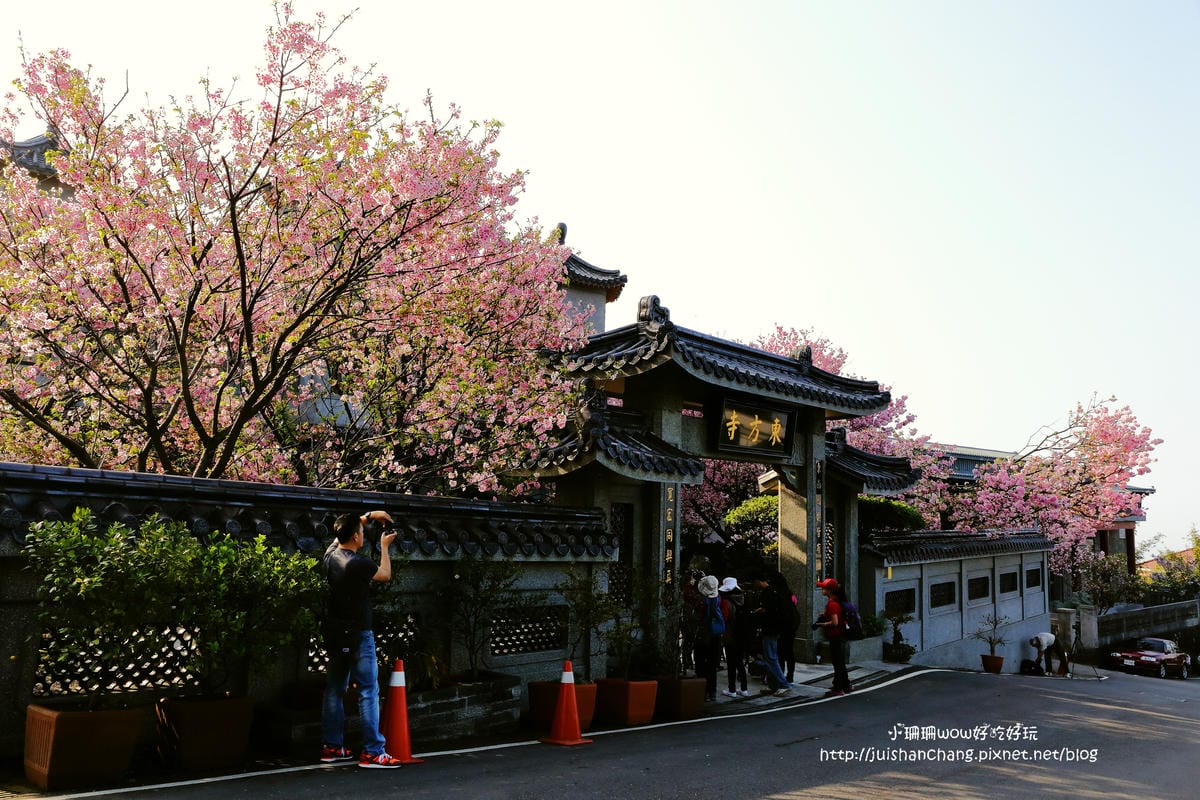 【遊。陽明山】東方寺～「櫻」姿煥發！吉野櫻、紫藤花盛開中，把握最後賞櫻時機！（105.4.7花況）　