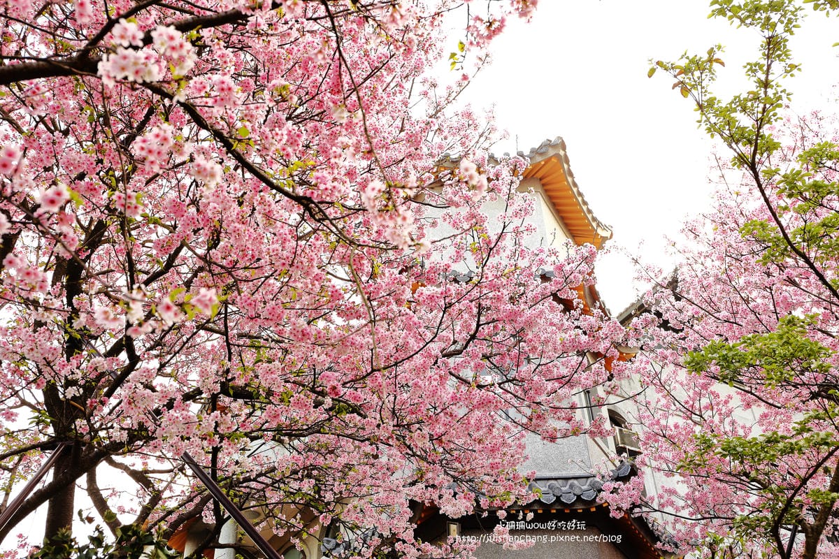 【遊。陽明山】東方寺～「櫻」姿煥發！吉野櫻、紫藤花盛開中，把握最後賞櫻時機！（105.4.7花況）　