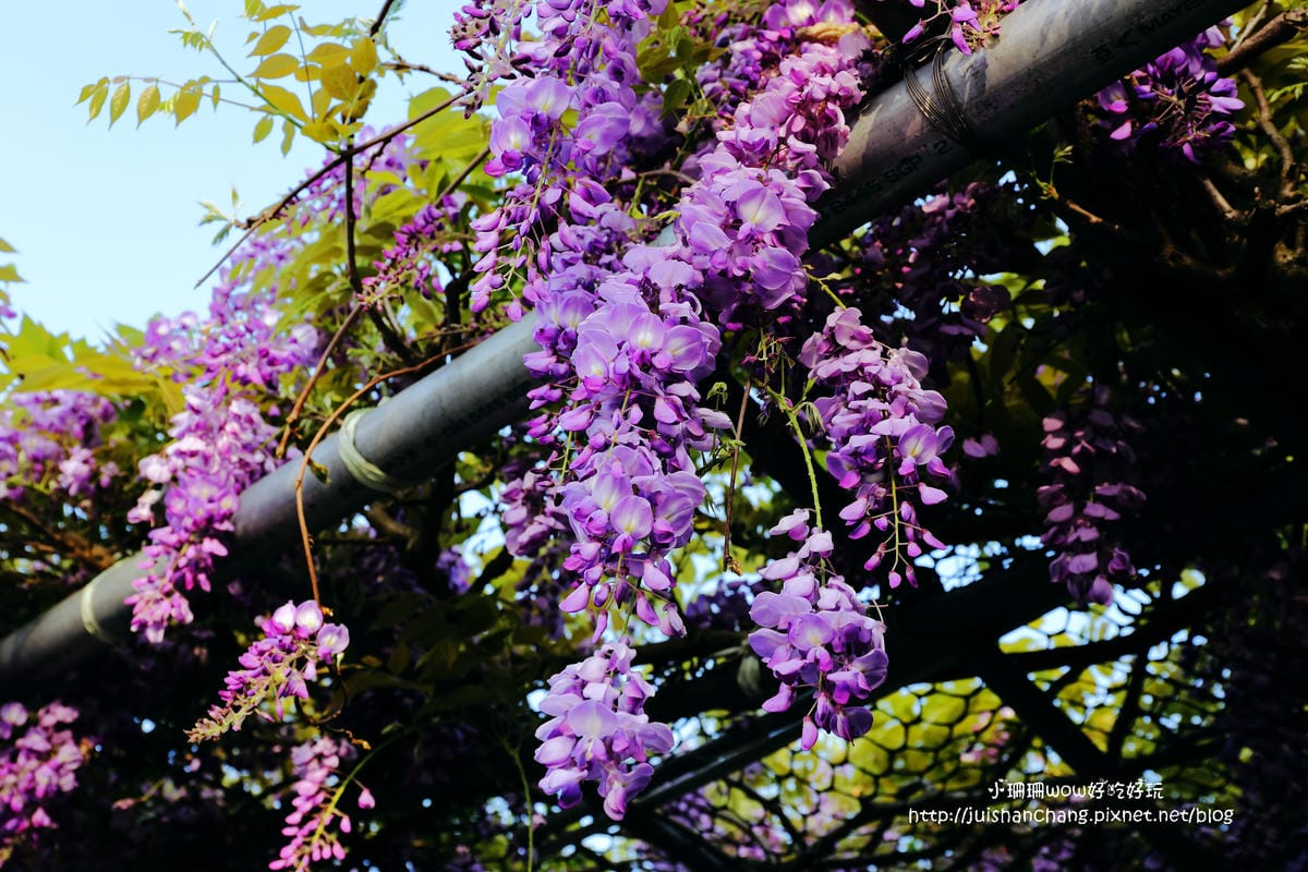 【遊。陽明山】東方寺～「櫻」姿煥發！吉野櫻、紫藤花盛開中，把握最後賞櫻時機！（105.4.7花況）　