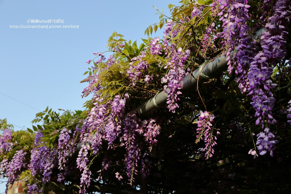【遊。陽明山】東方寺～「櫻」姿煥發！吉野櫻、紫藤花盛開中，把握最後賞櫻時機！（105.4.7花況）　