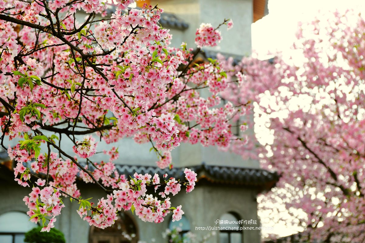 【遊。陽明山】東方寺～「櫻」姿煥發！吉野櫻、紫藤花盛開中，把握最後賞櫻時機！（105.4.7花況）　