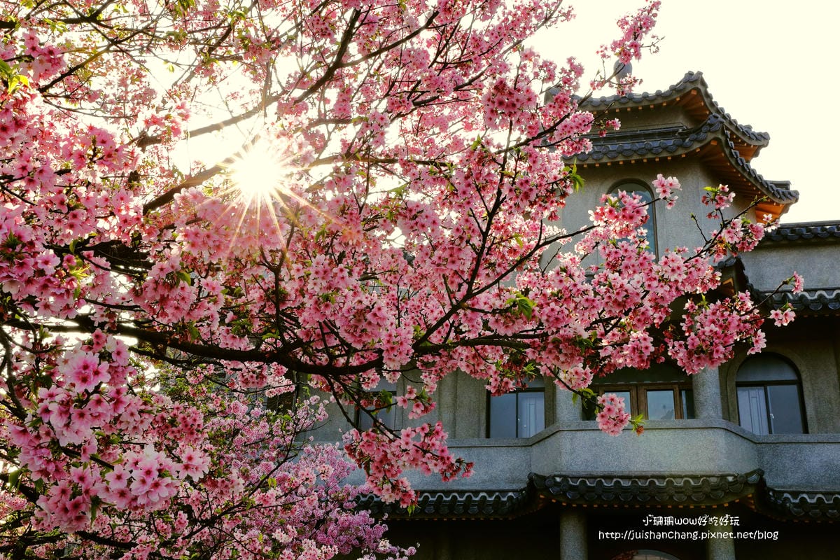 【遊。陽明山】東方寺～「櫻」姿煥發！吉野櫻、紫藤花盛開中，把握最後賞櫻時機！（105.4.7花況）　