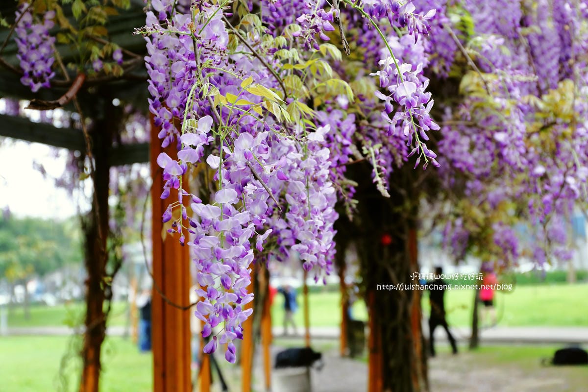 【遊║中壢】龍德公園&元生公園紫藤花～好美！中壢最漂亮的紫藤花賞花攻略大集合（105.4.9花況）　