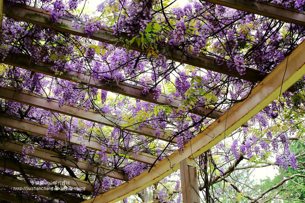 【遊║中壢】龍德公園&元生公園紫藤花～好美！中壢最漂亮的紫藤花賞花攻略大集合（105.4.9花況）　