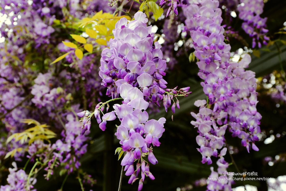 【遊║中壢】龍德公園&元生公園紫藤花～好美！中壢最漂亮的紫藤花賞花攻略大集合（105.4.9花況）　