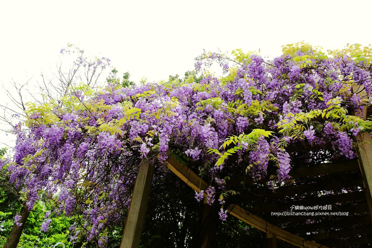 【遊║中壢】龍德公園&元生公園紫藤花～好美！中壢最漂亮的紫藤花賞花攻略大集合（105.4.9花況）　
